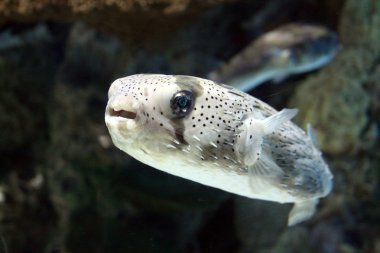 Fugu balığı