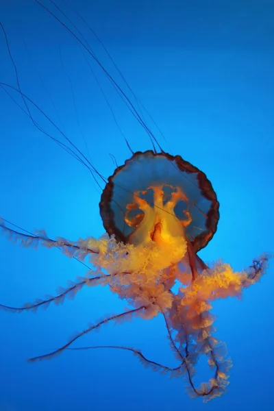 Medúza Stock Kép