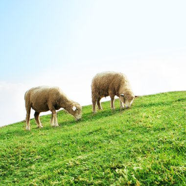 Sheeps in the Field clipart
