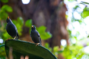 büyük myna