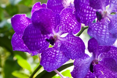 Purple Orchid clipart