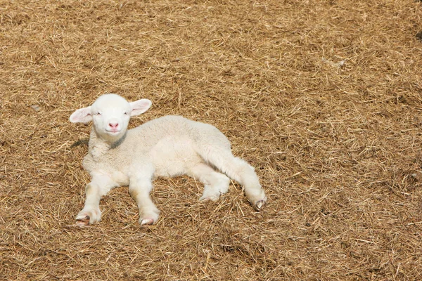 羊肉のヘイズ — ストック写真