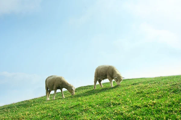Ovce v poli — Stock fotografie