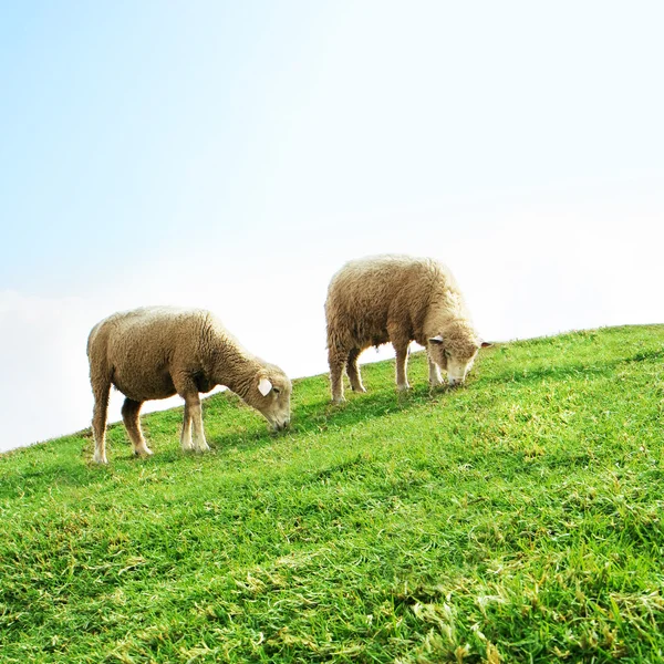 Moutons dans le champ — Photo