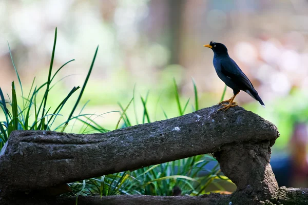 stock image Great Myna - Solo