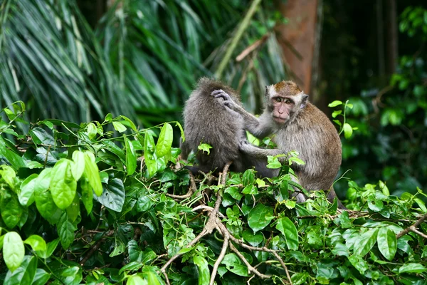 stock image Monkey Grooming