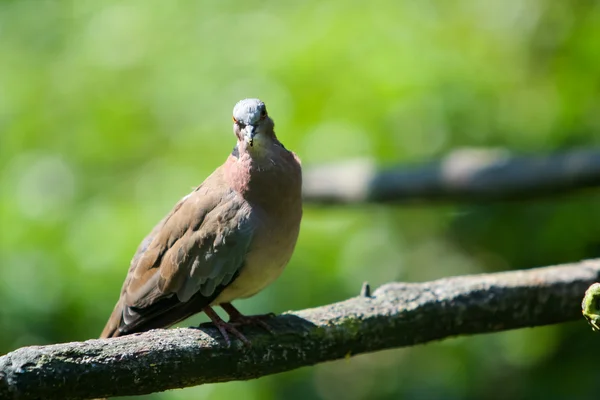 stock image Pigeon 2