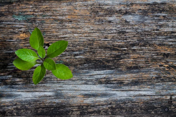 Ahşap arka plan bitki — Stok fotoğraf