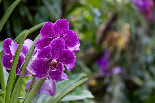 stock image Purple Orchid with Surroundings