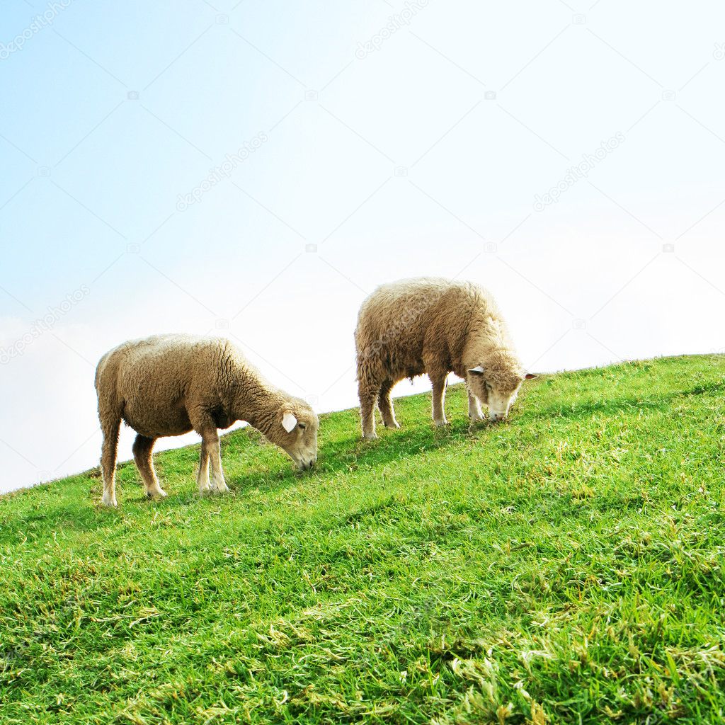 Sheeps in the Field