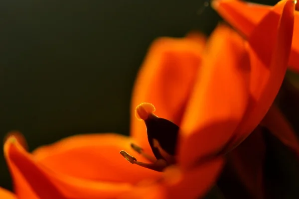 Красивые цветы Macros — стоковое фото
