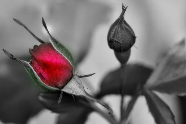 Bela flor da rosa — Fotografia de Stock