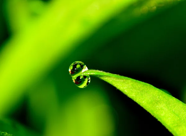 Капли воды на зеленой траве Лицензионные Стоковые Фото
