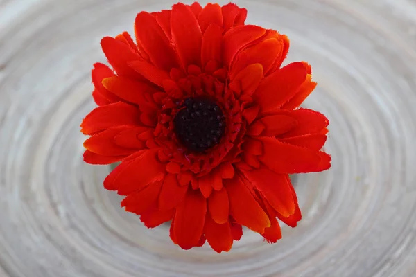 stock image Red flower