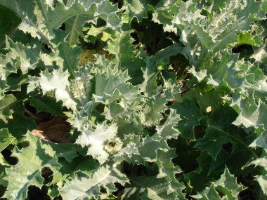 Thistle yaprakları