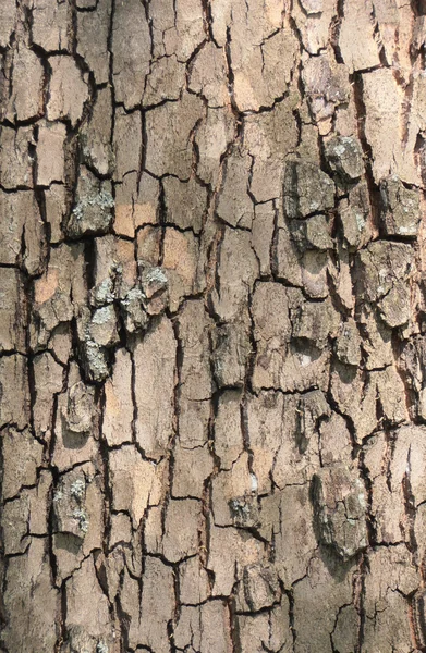 La corteza del árbol como fondo —  Fotos de Stock
