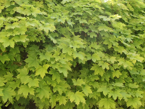 stock image Maple leaves as a background