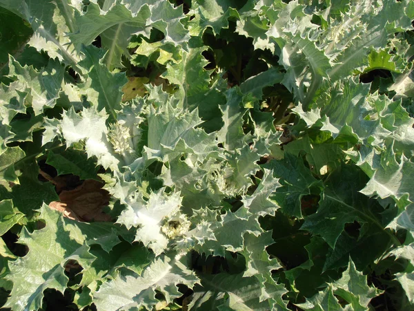 Stock image Thistle leaves