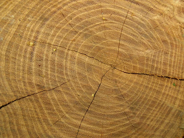 A árvore de corte closeup — Fotografia de Stock