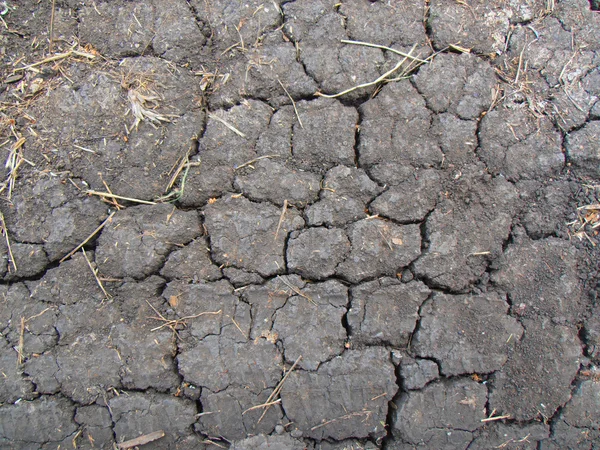 The background of the soil covered with cracks — Stock Photo, Image