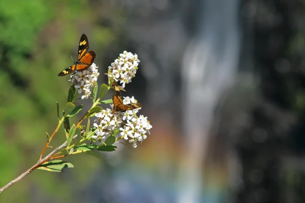 Schmetterlinge im Wasserfall Stockbild