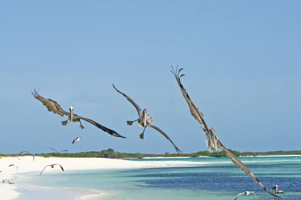 Pelikane fliegen über die Karibik Stockbild