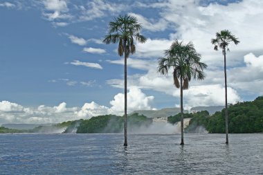 The three palm trees on the river clipart