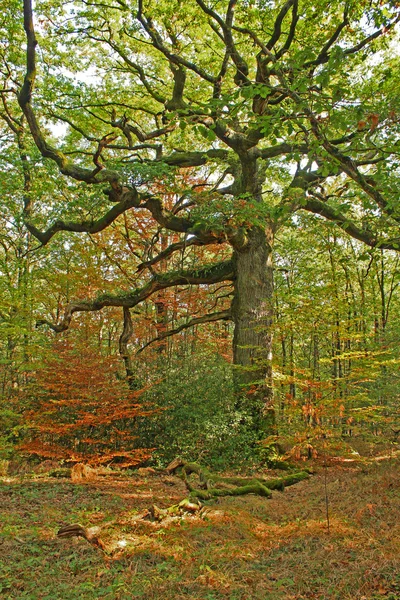 stock image Tree in the forest