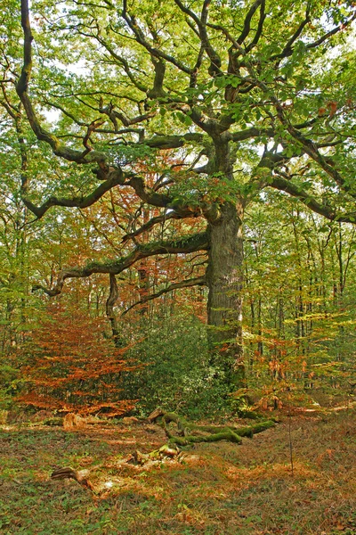 Baum im Wald Stockfoto