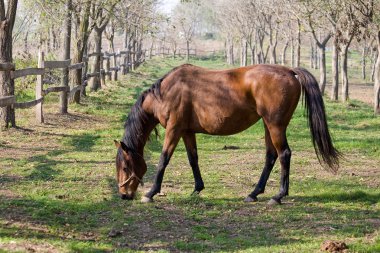 Horse on a summer pasture clipart