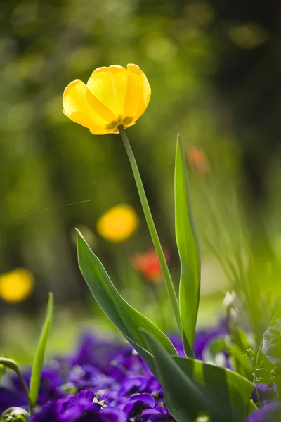Tulipanhagen – stockfoto