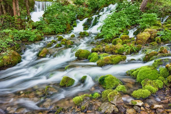 Stream in forest — Stock Photo, Image