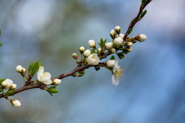 Blossom in april clipart