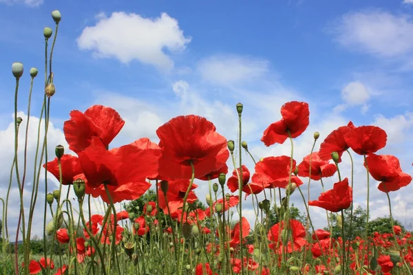 Poppy flower sky — Stock Photo, Image
