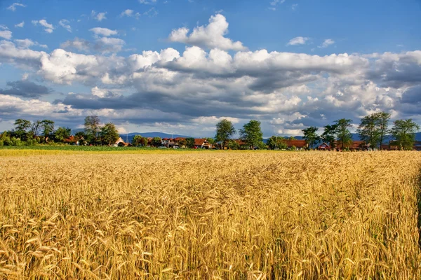 Ekologisk spannmål fält i sommaren landskap — Stockfoto