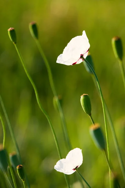 stock image Poppy flower