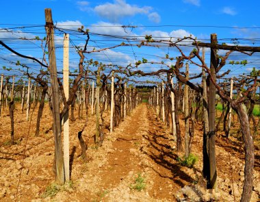 Vineyard countryside of Puglia