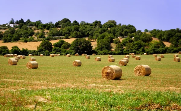 Forage in the rolling countryside of the Murgia — Stock Photo, Image