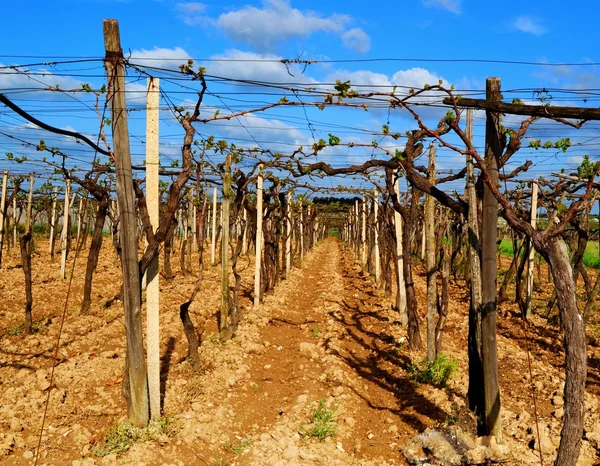 stock image Vineyard countryside of Puglia