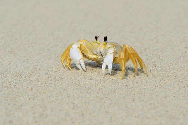 stock image Ghost crab