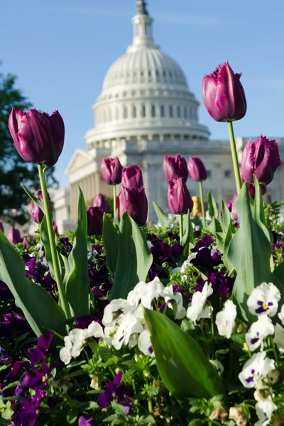 stock image Blooming tulips in front of the US Capitol