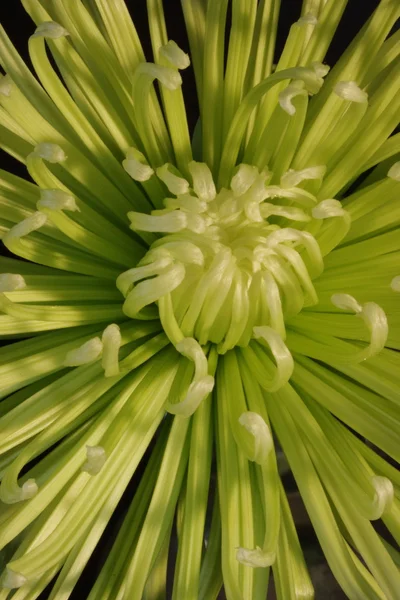 Spindel chrysanthanum — Stockfoto