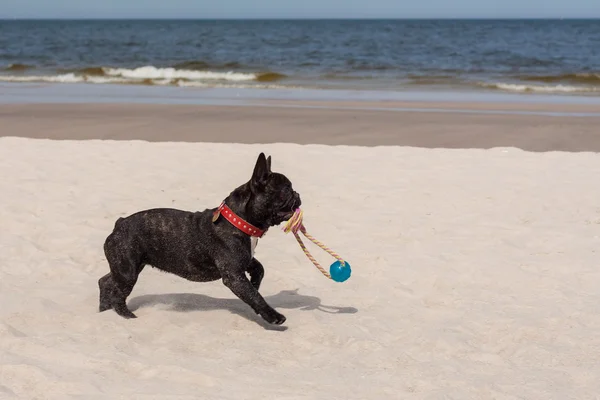 在海滩上玩的年轻法国斗牛犬. — 图库照片