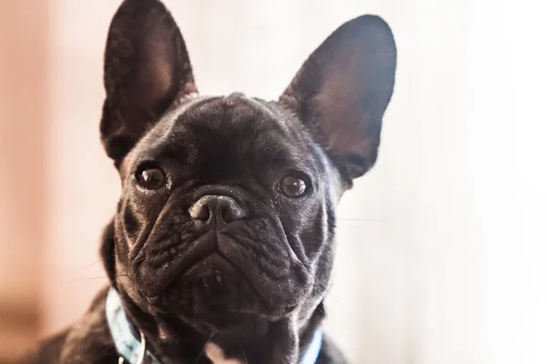 Junge französische Bulldogge Porträt. — Stockfoto