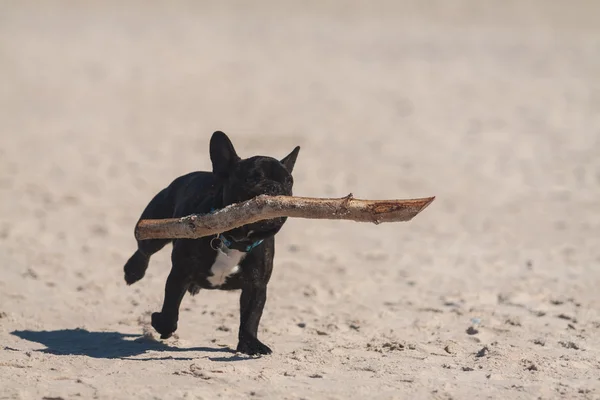 Junge französische Bulldogge spielt am Strand. — Stockfoto