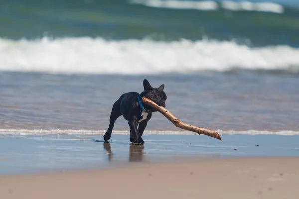 Mladý Francouzský buldoček hraje na pláži. — Stock fotografie