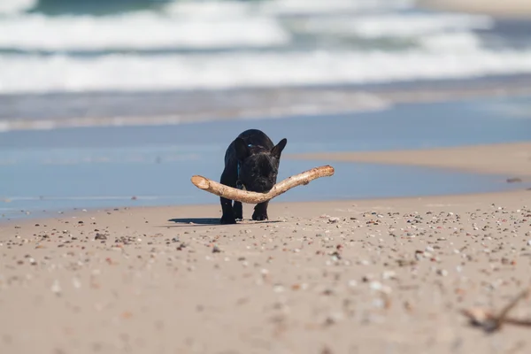 Unga franska bulldog spelar på stranden. — Stockfoto