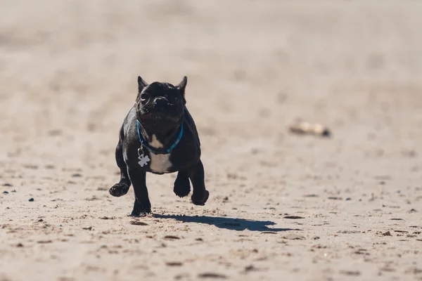Junge französische Bulldogge läuft am Strand. — Stockfoto