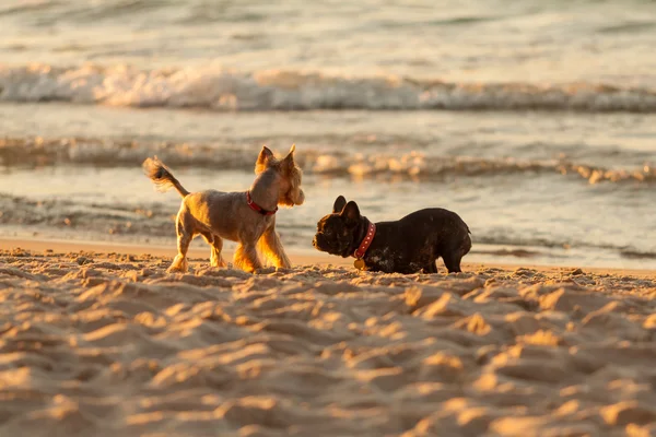 Unga franska bulldog spelar på stranden. Stockfoto