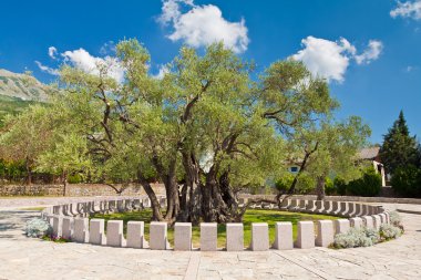 Old olive Tree. Bar, Montenegro. clipart